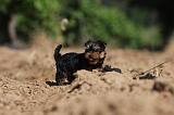 YORKSHIRE TERRIER 453